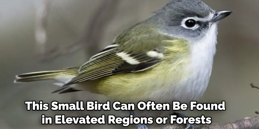 This Small Bird Can Often Be Found in Elevated Regions or Forests