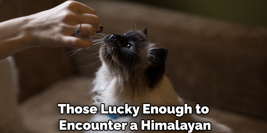Those Lucky Enough to Encounter a Himalayan