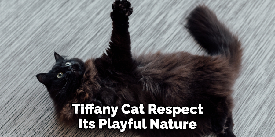 Tiffany Cat Respect Its Playful Nature