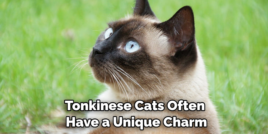 Tonkinese Cats Often Have a Unique Charm