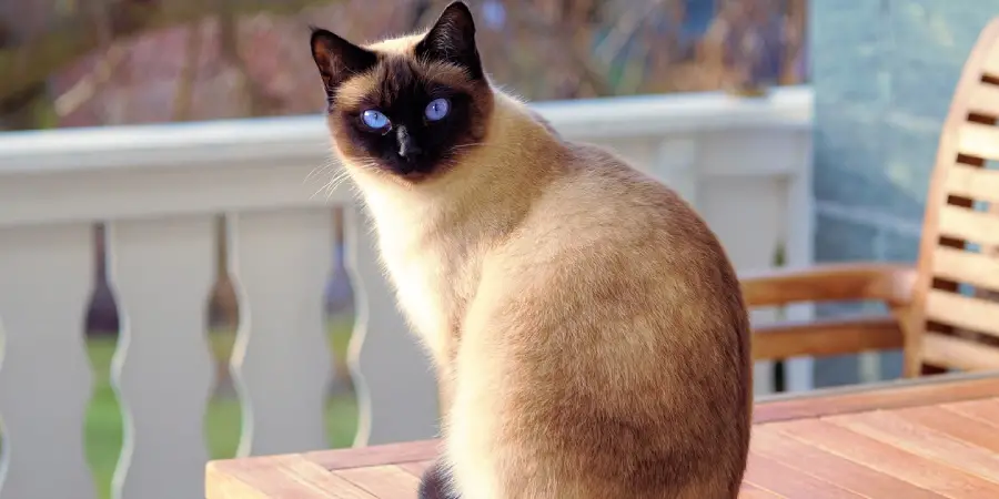 Tonkinese Spiritual Meaning, Symbolism and Totem