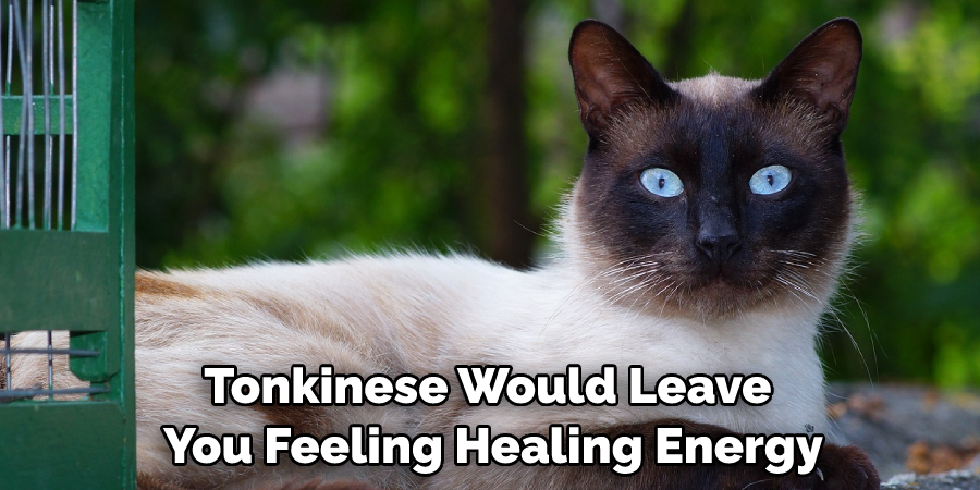 Tonkinese Would Leave You Feeling Healing Energy