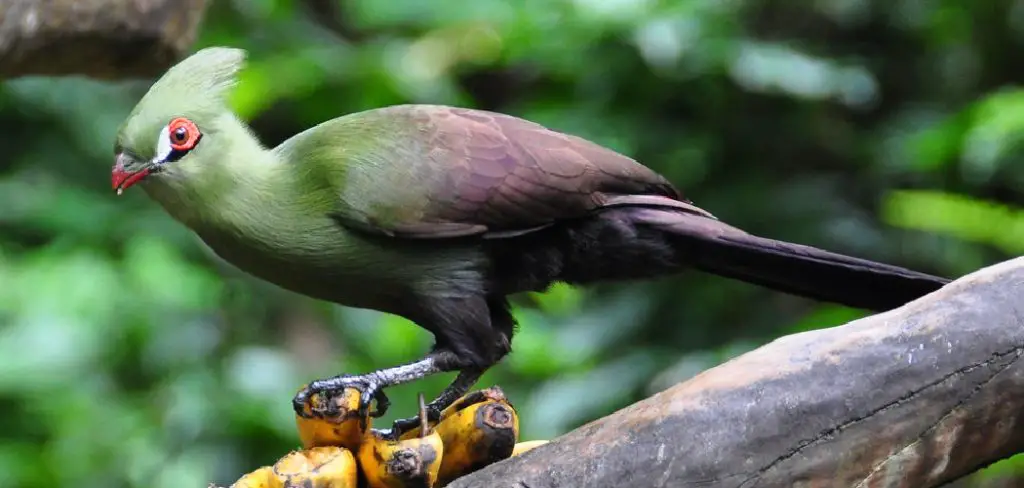 Turaco Spiritual Meaning, Symbolism and Totem