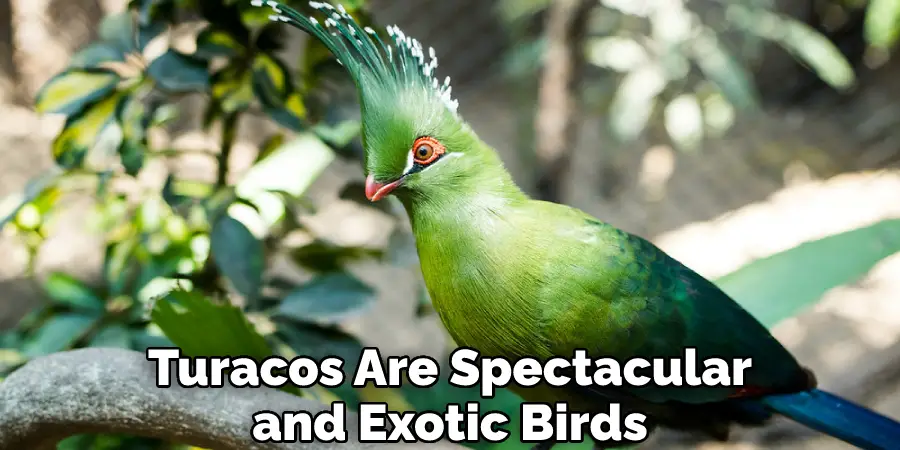 Turacos Are Spectacular and Exotic Birds