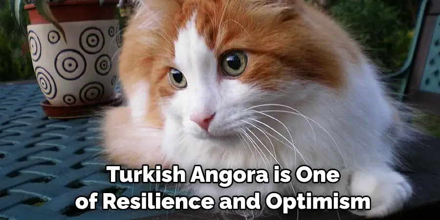 Turkish Angora is One of Resilience and Optimism