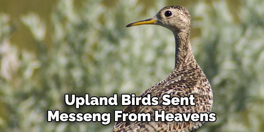 Upland Birds Sent Messenge From Heavens
