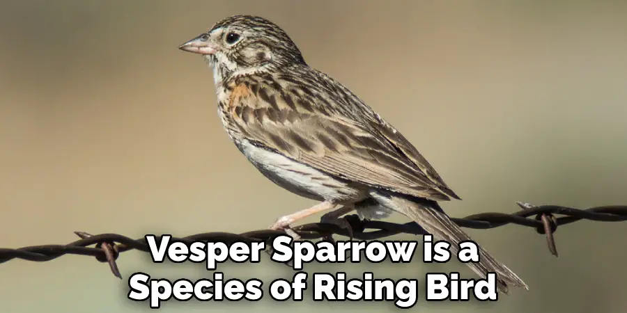 Vesper Sparrow is a Species of Rising Bird