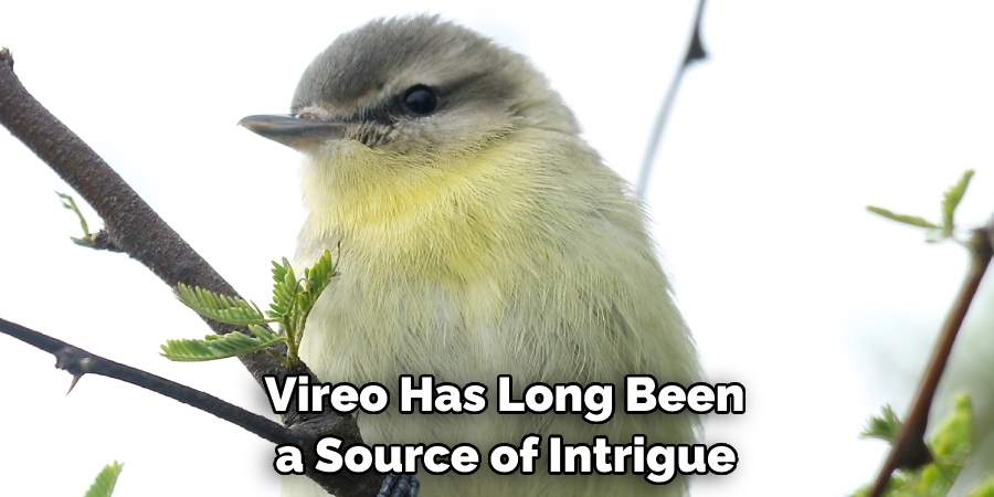  Vireo Has Long Been a Source of Intrigue