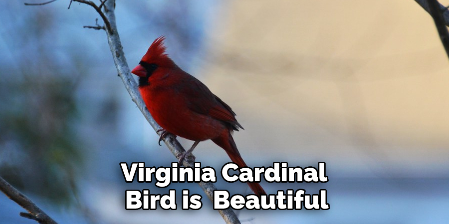 Virginia Cardinal Bird is  Beautiful