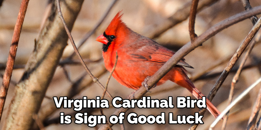 Virginia Cardinal Bird is Sign of Good Luck