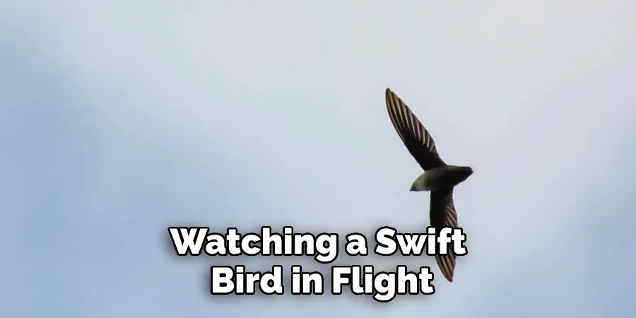 Watching a Swift Bird in Flight