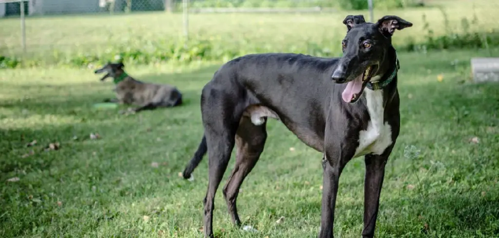 Whippet Spiritual Meaning, Symbolism and Totem