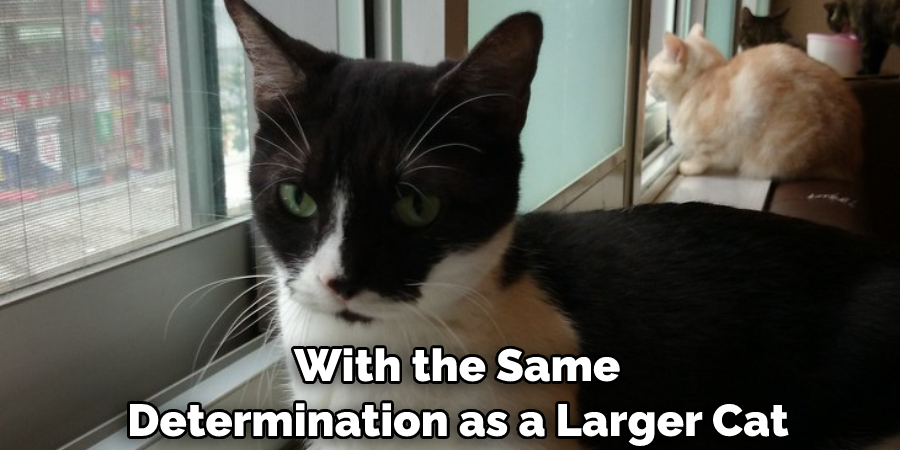  With the Same Determination as a Larger Cat