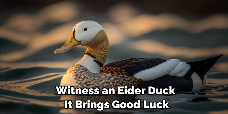 Witness an Eider Duck, It Brings Good Luck