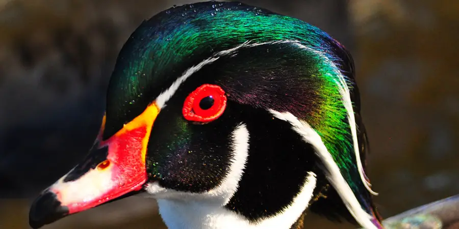 Wood Duck Spiritual Meaning, Symbolism and Totem