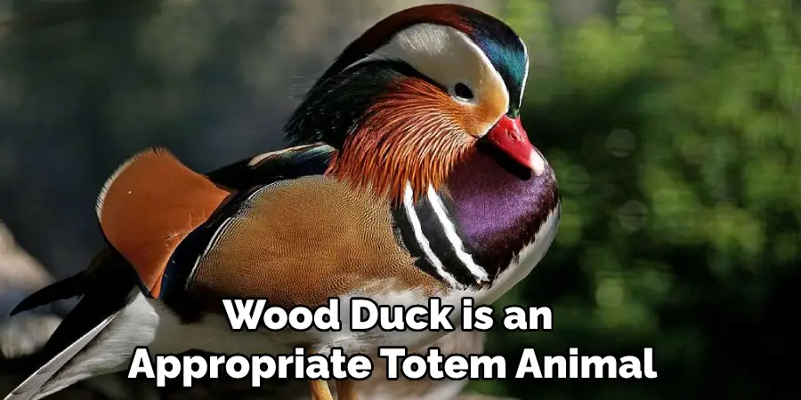 Wood Duck is an Appropriate Totem Animal