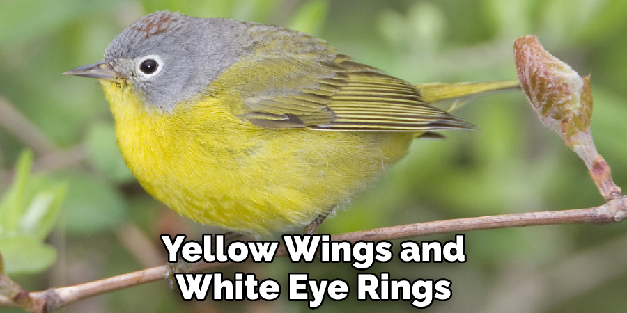 Yellow Wings and White Eye Rings