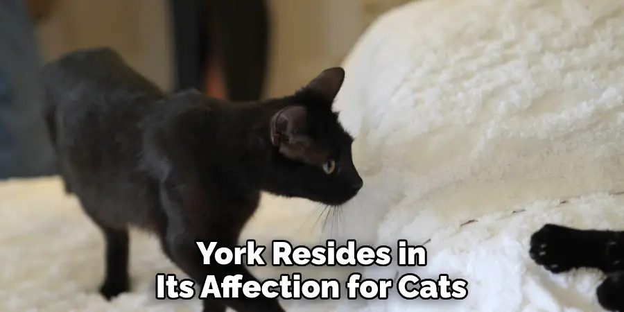 York Resides in Its Affection for Cats