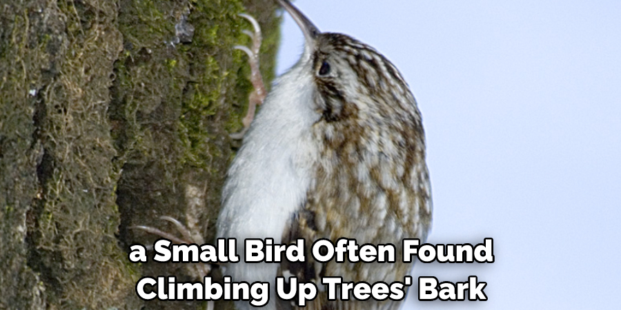  a Small Bird Often Found Climbing Up Trees' Bark