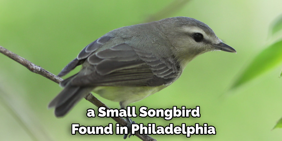  a Small Songbird Found in Philadelphia