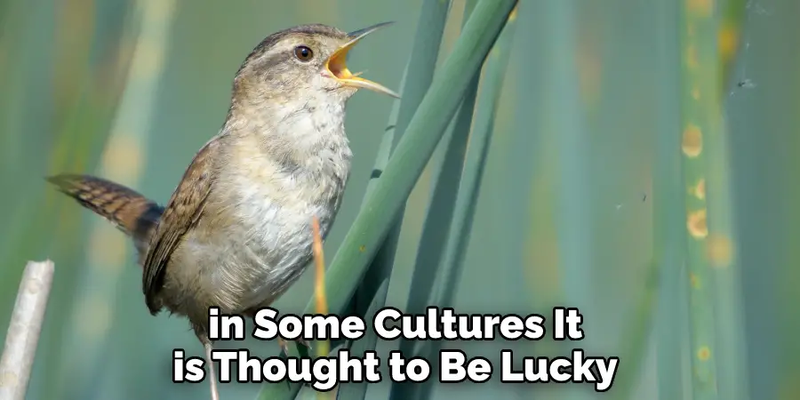  in Some Cultures It is Thought to Be Lucky