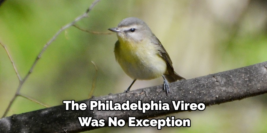  the Philadelphia Vireo Was No Exception