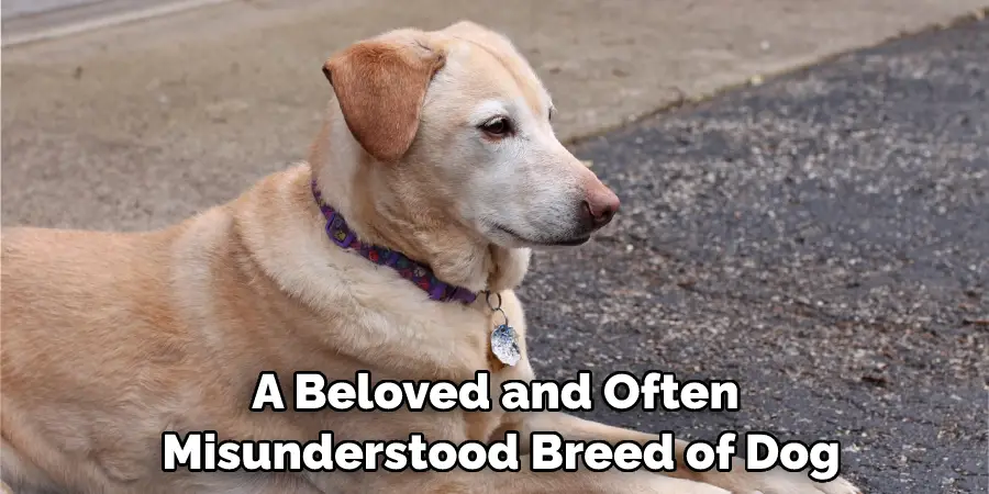 A Beloved and Often Misunderstood Breed of Dog