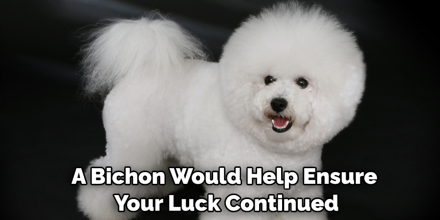 A Bichon Would Help Ensure Your Luck Continued