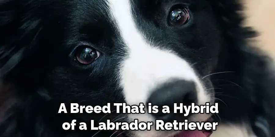 A Breed That is a Hybrid of a Labrador Retriever