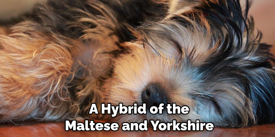  A Hybrid of the Maltese and Yorkshire