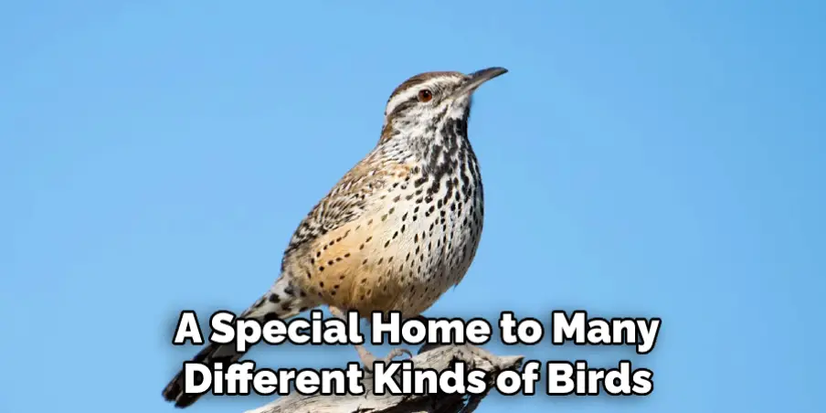  A Special Home to Many
 Different Kinds of Birds