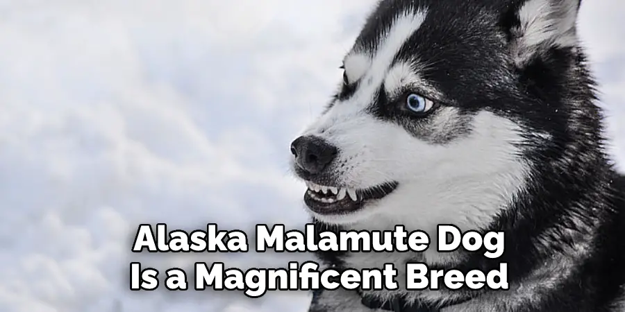 Alaska Malamute Dog
Is a Magnificent Breed