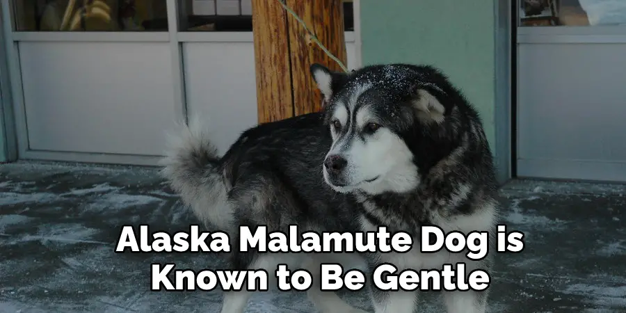 Alaska Malamute Dog is 
Known to Be Gentle