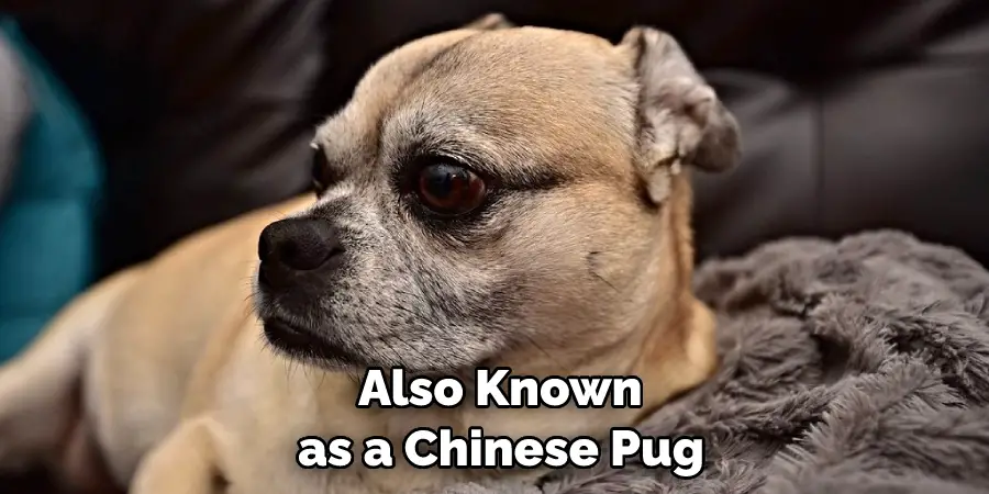  Also Known as a Chinese Pug