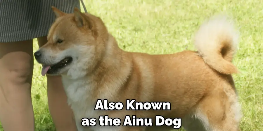  Also Known as the Ainu Dog 