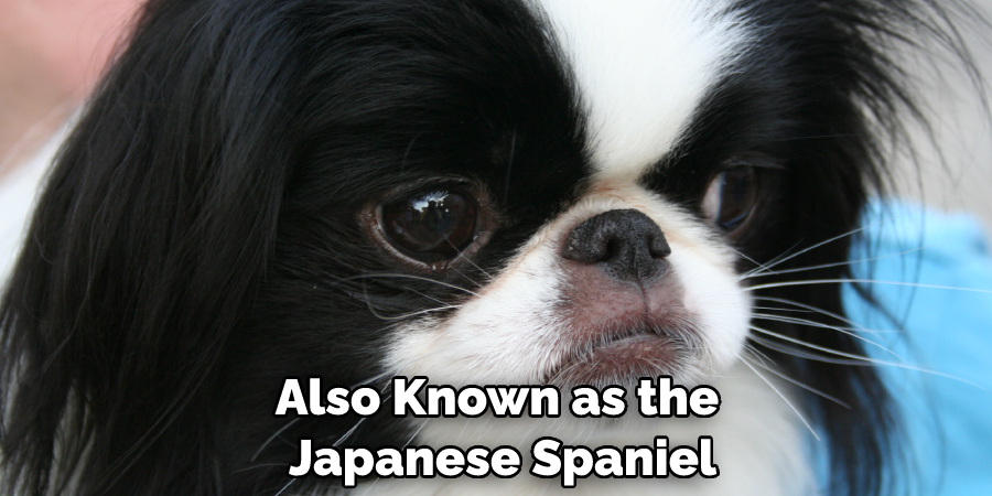 Also Known as the Japanese Spaniel