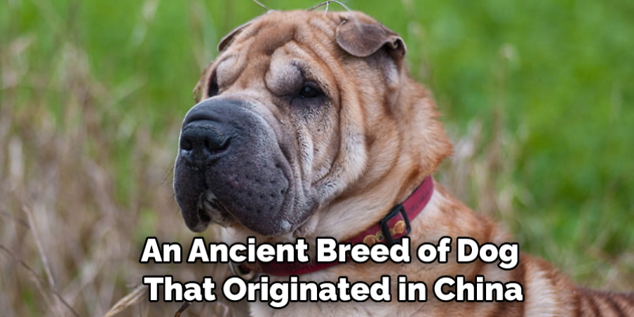 An Ancient Breed of Dog That Originated in China