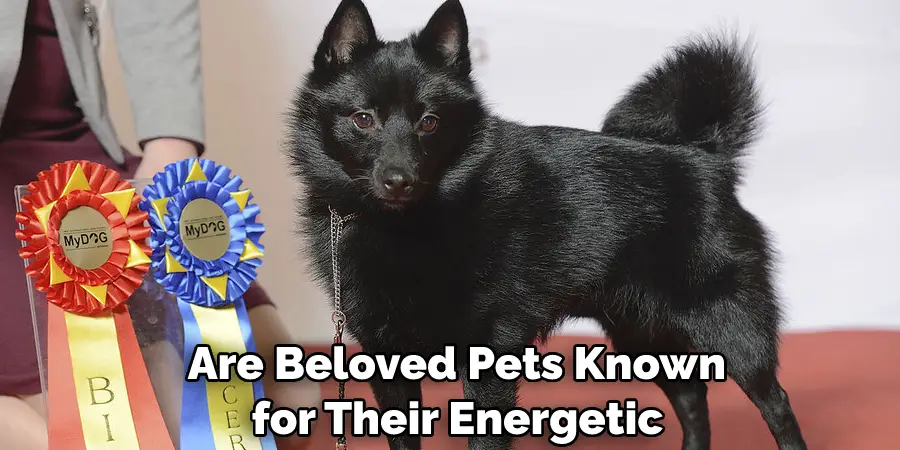 Are Beloved Pets Known for Their Energetic