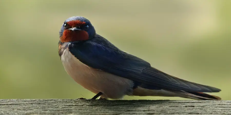 Barn Swallow  aeoaviary