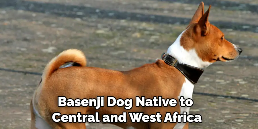 Basenji Dog Native to Central and West Africa