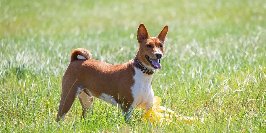 Basenji Spiritual Meaning, Symbolism and Totem