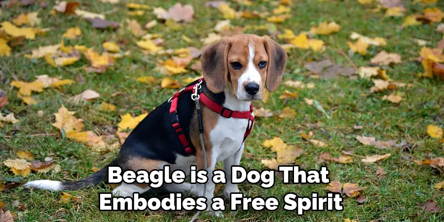 Beagle is a Dog That Embodies a Free Spirit