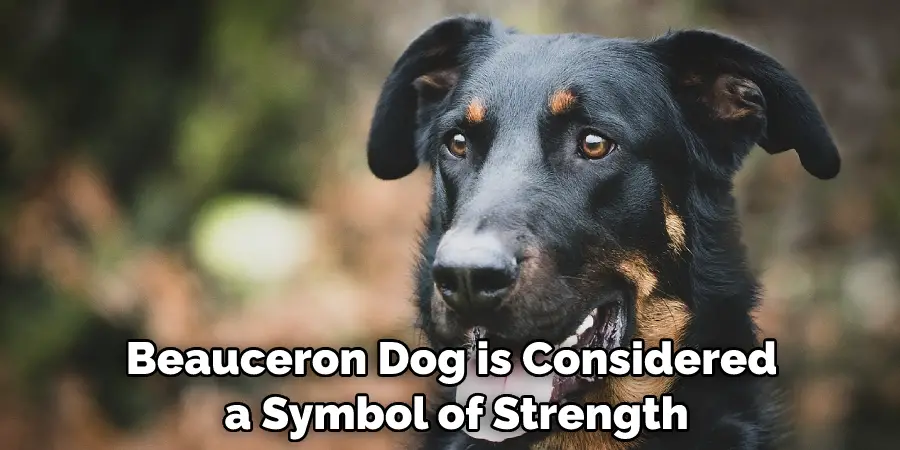 Beauceron Dog is Considered a Symbol of Strength