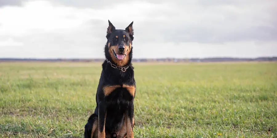 Beauceron Spiritual Meaning, Symbolism and Totem