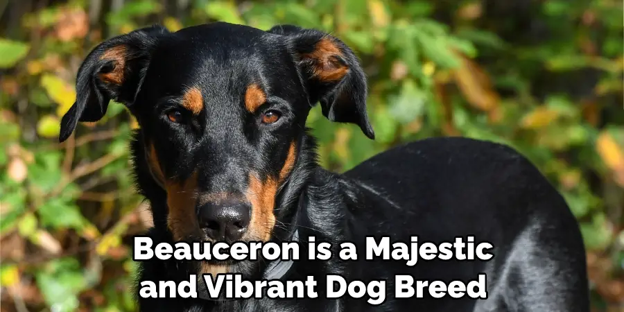 Beauceron is a Majestic and Vibrant Dog Breed