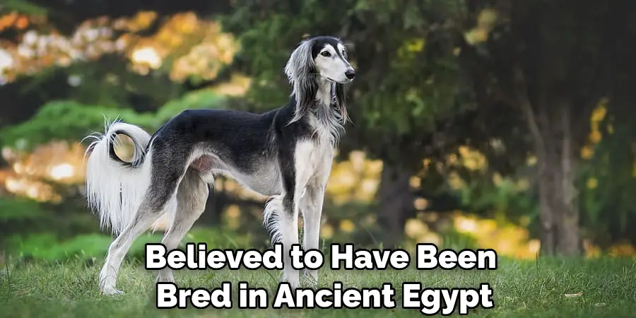 Believed to Have Been Bred in Ancient Egypt