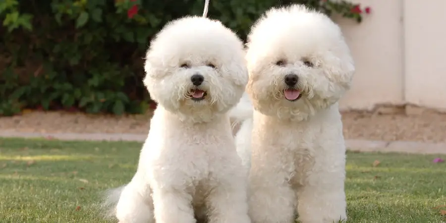 Bichon Frise Spiritual Meaning, Symbolism and Totem