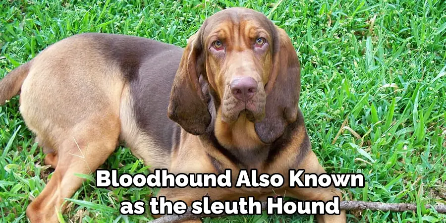  Bloodhound Also Known as the sleuth Hound
