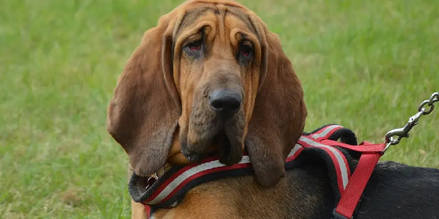 Bloodhound Spiritual Meaning, Symbolism and Totem