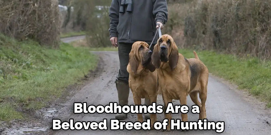 Bloodhounds Are a Beloved Breed of Hunting